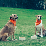 Oreo Bandana